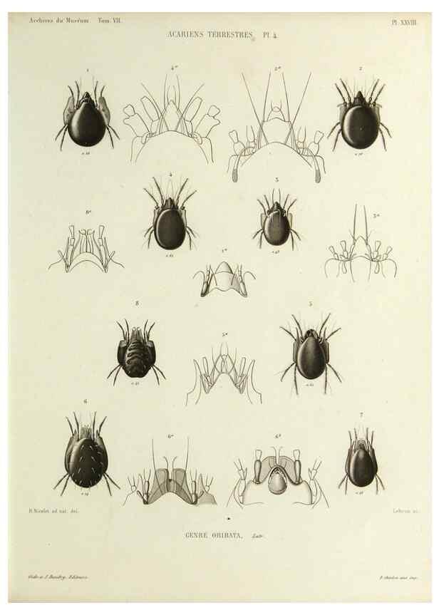Reproducción/Reproduction 9472522140: Histoire naturelle des acariens qui se trouvent aux environs de Paris,. Paris,Impr. de J. Claye,1855?