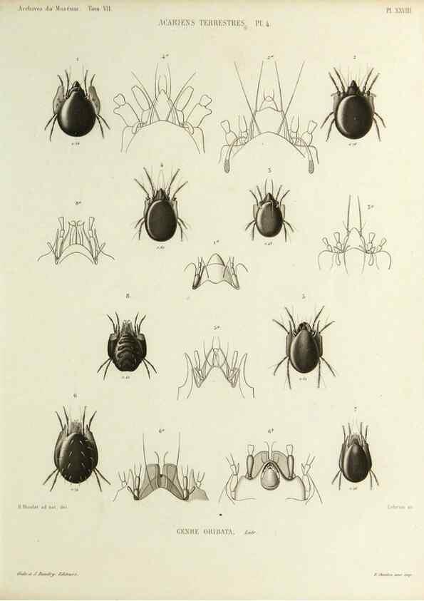 Reproducción/Reproduction 9472522140: Histoire naturelle des acariens qui se trouvent aux environs de Paris,. Paris,Impr. de J. Claye,1855?