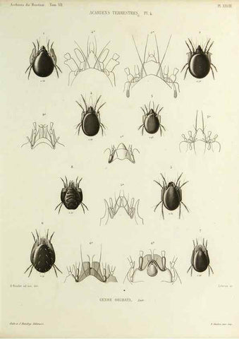 Reproducción/Reproduction 9472522140: Histoire naturelle des acariens qui se trouvent aux environs de Paris,. Paris,Impr. de J. Claye,1855?