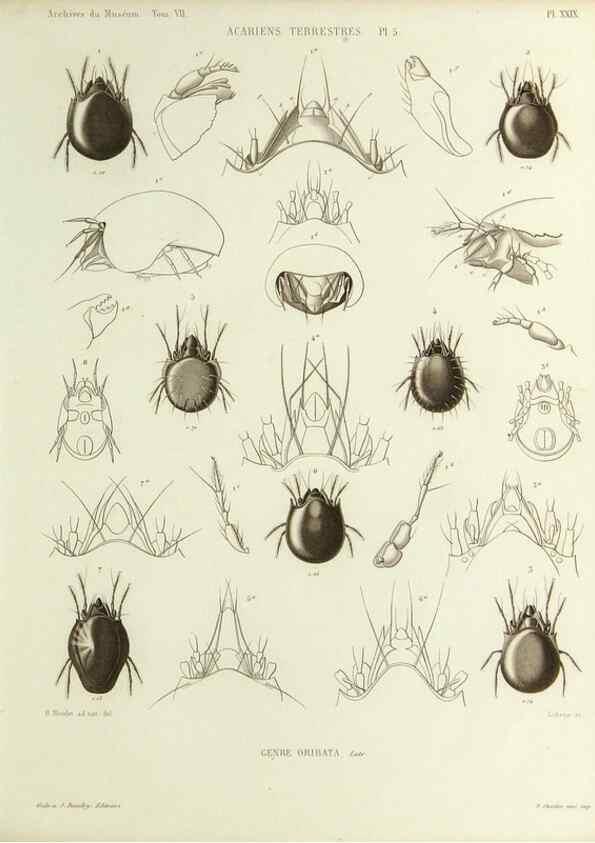 Reproducción/Reproduction 9472522748: Histoire naturelle des acariens qui se trouvent aux environs de Paris,. Paris,Impr. de J. Claye,1855?