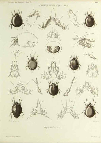 Reproducción/Reproduction 9472522748: Histoire naturelle des acariens qui se trouvent aux environs de Paris,. Paris,Impr. de J. Claye,1855?