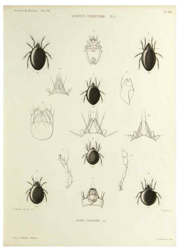 Reproducción/Reproduction 9472523328: Histoire naturelle des acariens qui se trouvent aux environs de Paris,. Paris,Impr. de J. Claye,1855?