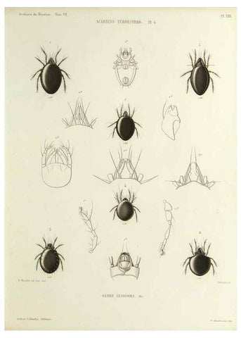 Reproducción/Reproduction 9472523328: Histoire naturelle des acariens qui se trouvent aux environs de Paris,. Paris,Impr. de J. Claye,1855?