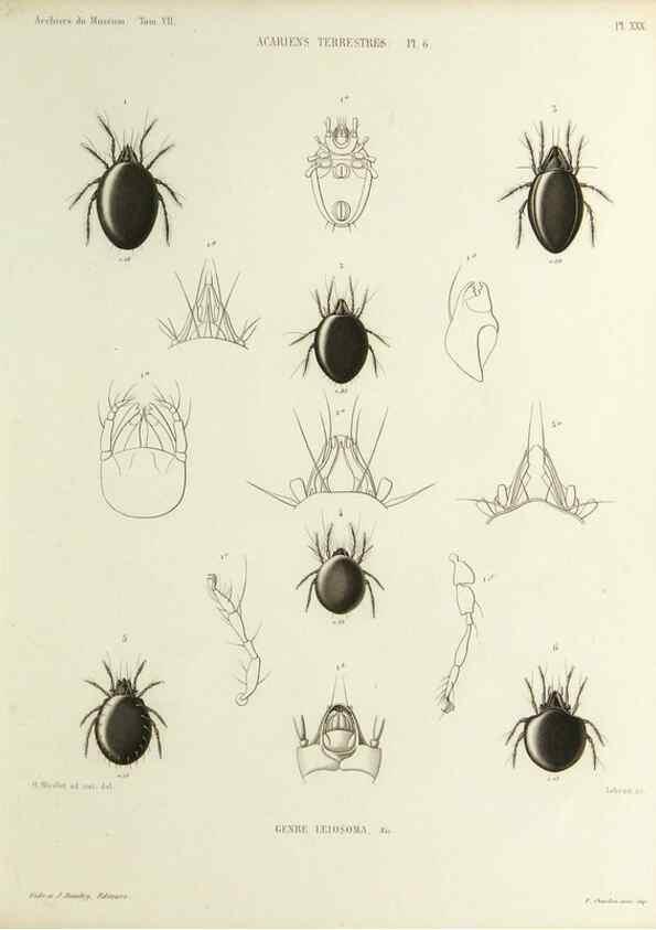 Reproducción/Reproduction 9472523328: Histoire naturelle des acariens qui se trouvent aux environs de Paris,. Paris,Impr. de J. Claye,1855?