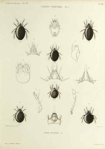 Reproducción/Reproduction 9472523328: Histoire naturelle des acariens qui se trouvent aux environs de Paris,. Paris,Impr. de J. Claye,1855?