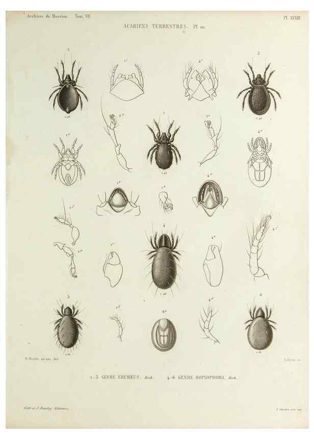 Reproducción/Reproduction 9469742451: Histoire naturelle des acariens qui se trouvent aux environs de Paris,. Paris,Impr. de J. Claye,1855?