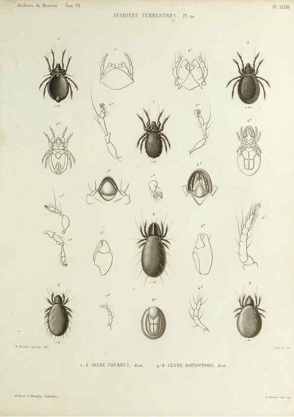 Reproducción/Reproduction 9469742451: Histoire naturelle des acariens qui se trouvent aux environs de Paris,. Paris,Impr. de J. Claye,1855?