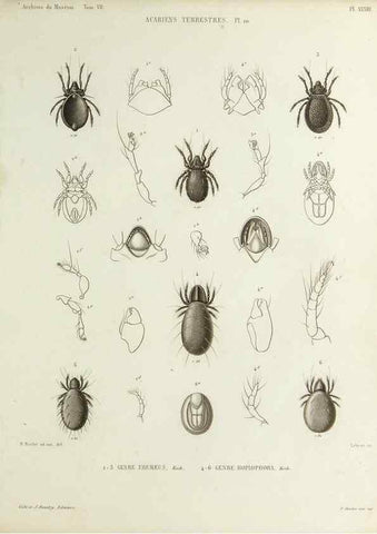Reproducción/Reproduction 9469742451: Histoire naturelle des acariens qui se trouvent aux environs de Paris,. Paris,Impr. de J. Claye,1855?