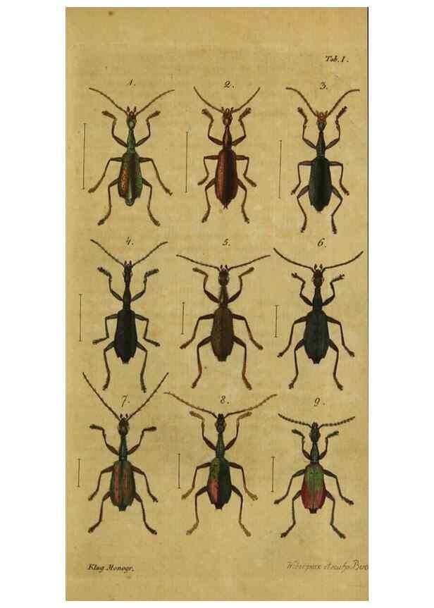 Reproducción/Reproduction 9502695050: Engomologische Monographieen.. Berlin,G. Reimer,1824.