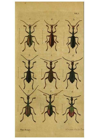 Reproducción/Reproduction 9502695050: Engomologische Monographieen.. Berlin,G. Reimer,1824.