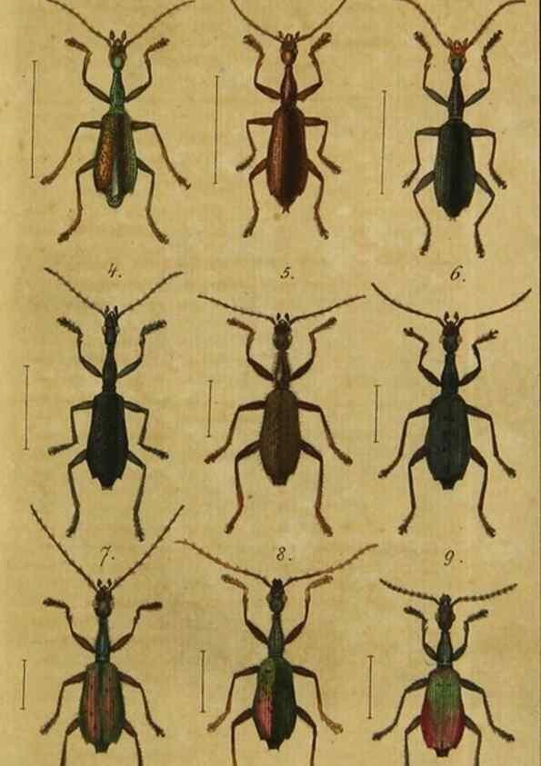 Reproducción/Reproduction 9502695050: Engomologische Monographieen.. Berlin,G. Reimer,1824.