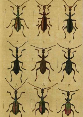 Reproducción/Reproduction 9502695050: Engomologische Monographieen.. Berlin,G. Reimer,1824.