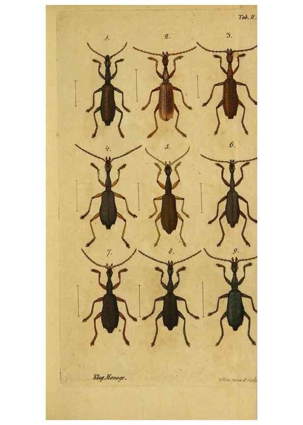 Reproducción/Reproduction 9502696572: Engomologische Monographieen.. Berlin,G. Reimer,1824.