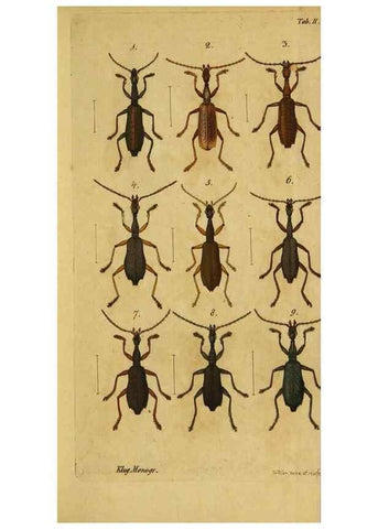 Reproducción/Reproduction 9502696572: Engomologische Monographieen.. Berlin,G. Reimer,1824.