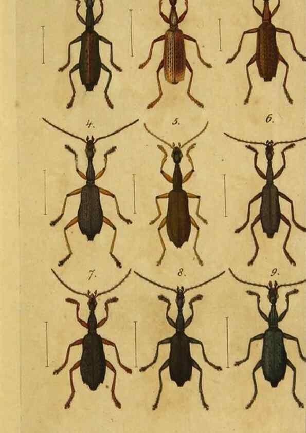 Reproducción/Reproduction 9502696572: Engomologische Monographieen.. Berlin,G. Reimer,1824.