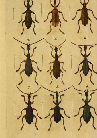 Reproducción/Reproduction 9502696572: Engomologische Monographieen.. Berlin,G. Reimer,1824.