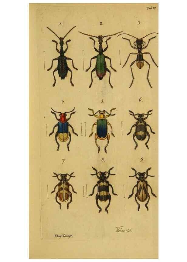 Reproducción/Reproduction 9502697408: Engomologische Monographieen.. Berlin,G. Reimer,1824.