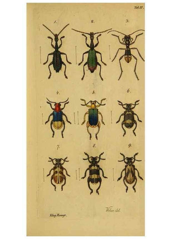 Reproducción/Reproduction 9502697408: Engomologische Monographieen.. Berlin,G. Reimer,1824.