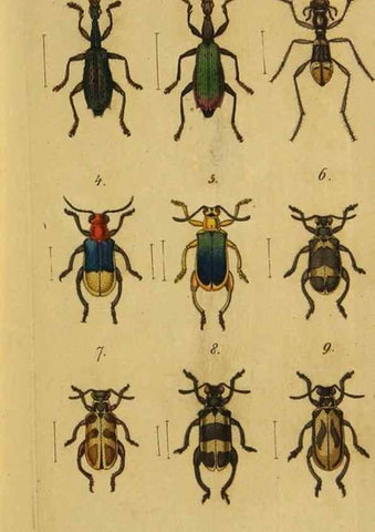 Reproducción/Reproduction 9502697408: Engomologische Monographieen.. Berlin,G. Reimer,1824.