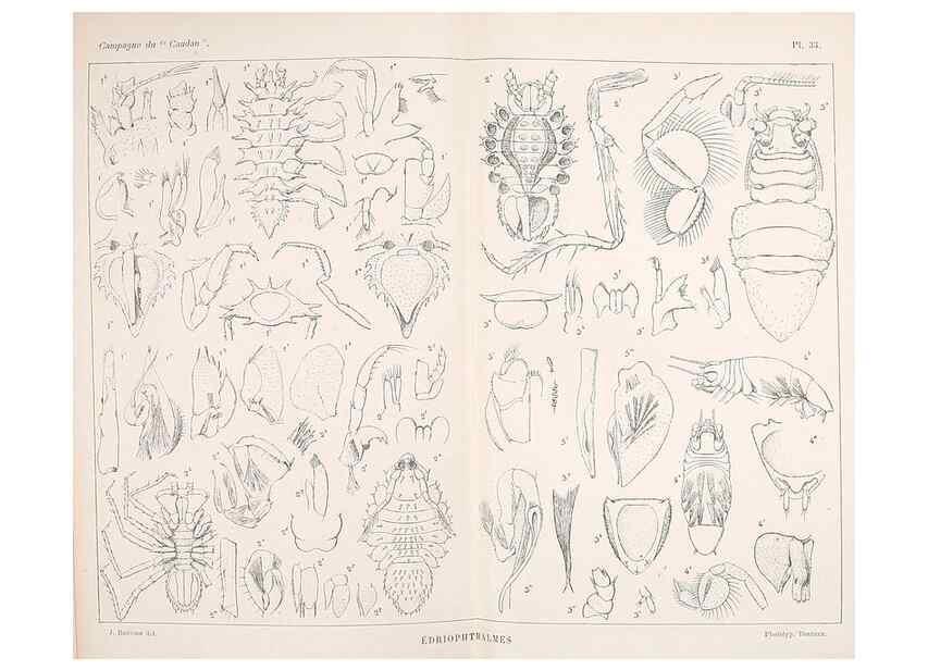 Reproducción/Reproduction 9467554234: Résultats scientifiques de la campagne du ""Caudan"" dans le Golfe de Gascogne, août-septembre 1895 /. Paris :Masson,1896.