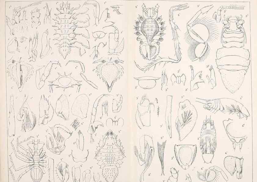 Reproducción/Reproduction 9467554234: Résultats scientifiques de la campagne du ""Caudan"" dans le Golfe de Gascogne, août-septembre 1895 /. Paris :Masson,1896.