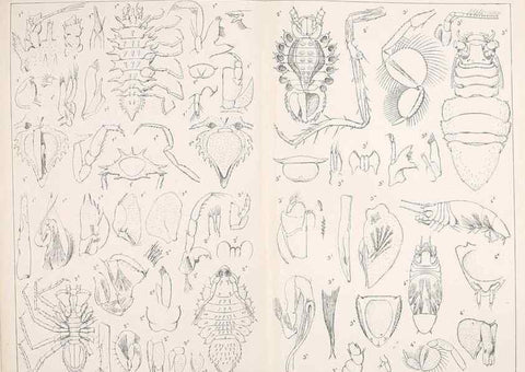 Reproducción/Reproduction 9467554234: Résultats scientifiques de la campagne du ""Caudan"" dans le Golfe de Gascogne, août-septembre 1895 /. Paris :Masson,1896.