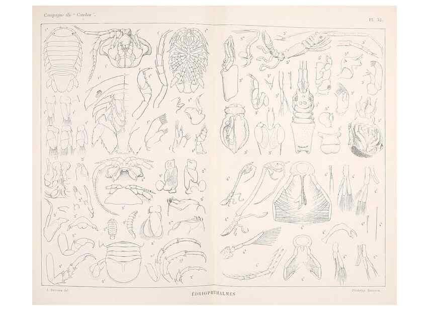Reproducción/Reproduction 9467550362: Résultats scientifiques de la campagne du ""Caudan"" dans le Golfe de Gascogne, août-septembre 1895 /. Paris :Masson,1896.