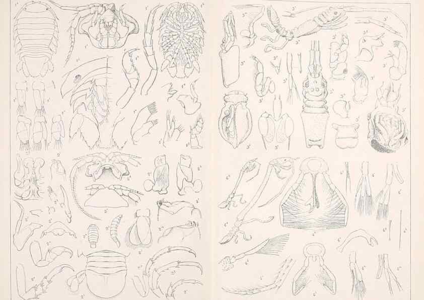 Reproducción/Reproduction 9467550362: Résultats scientifiques de la campagne du ""Caudan"" dans le Golfe de Gascogne, août-septembre 1895 /. Paris :Masson,1896.
