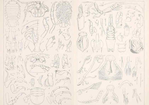 Reproducción/Reproduction 9467550362: Résultats scientifiques de la campagne du ""Caudan"" dans le Golfe de Gascogne, août-septembre 1895 /. Paris :Masson,1896.