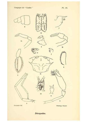 Reproducción/Reproduction 9467518460: Résultats scientifiques de la campagne du ""Caudan"" dans le Golfe de Gascogne, août-septembre 1895 /. Paris :Masson,1896.