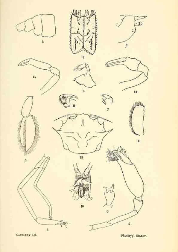 Reproducción/Reproduction 9467518460: Résultats scientifiques de la campagne du ""Caudan"" dans le Golfe de Gascogne, août-septembre 1895 /. Paris :Masson,1896.