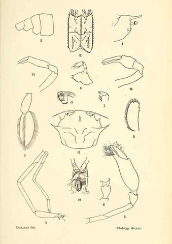 Reproducción/Reproduction 9467518460: Résultats scientifiques de la campagne du ""Caudan"" dans le Golfe de Gascogne, août-septembre 1895 /. Paris :Masson,1896.