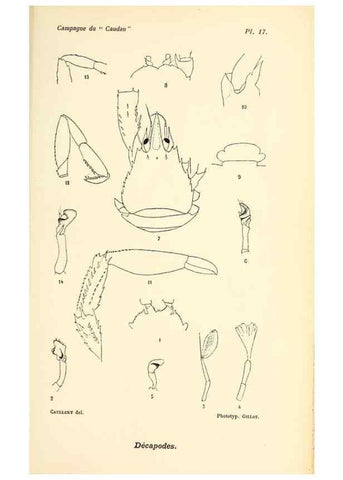Reproducción/Reproduction 9467520390: Résultats scientifiques de la campagne du ""Caudan"" dans le Golfe de Gascogne, août-septembre 1895 /. Paris :Masson,1896.