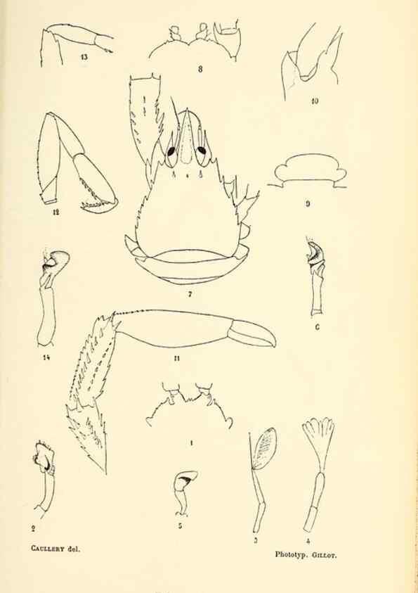 Reproducción/Reproduction 9467520390: Résultats scientifiques de la campagne du ""Caudan"" dans le Golfe de Gascogne, août-septembre 1895 /. Paris :Masson,1896.