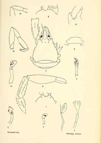 Reproducción/Reproduction 9467520390: Résultats scientifiques de la campagne du ""Caudan"" dans le Golfe de Gascogne, août-septembre 1895 /. Paris :Masson,1896.