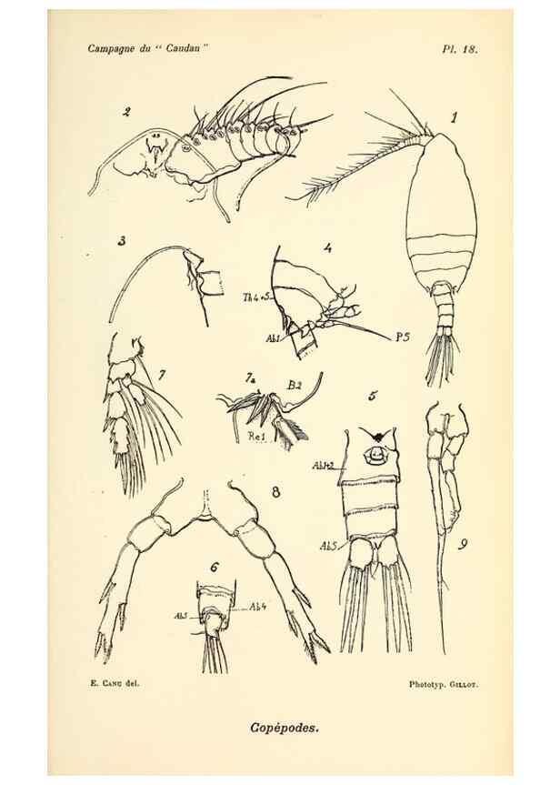 Reproducción/Reproduction 9464740611: Résultats scientifiques de la campagne du ""Caudan"" dans le Golfe de Gascogne, août-septembre 1895 /. Paris :Masson,1896.