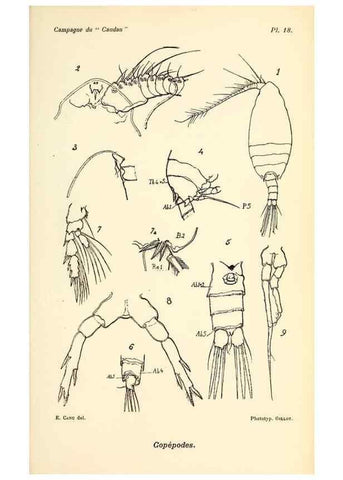 Reproducción/Reproduction 9464740611: Résultats scientifiques de la campagne du ""Caudan"" dans le Golfe de Gascogne, août-septembre 1895 /. Paris :Masson,1896.