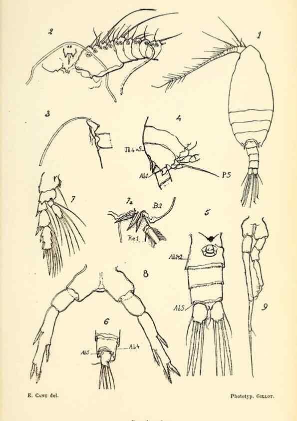 Reproducción/Reproduction 9464740611: Résultats scientifiques de la campagne du ""Caudan"" dans le Golfe de Gascogne, août-septembre 1895 /. Paris :Masson,1896.