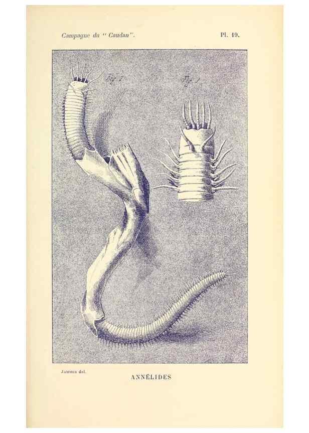 Reproducción/Reproduction 9464742511: Résultats scientifiques de la campagne du ""Caudan"" dans le Golfe de Gascogne, août-septembre 1895 /. Paris :Masson,1896.