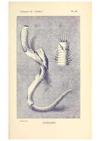 Reproducción/Reproduction 9464742511: Résultats scientifiques de la campagne du ""Caudan"" dans le Golfe de Gascogne, août-septembre 1895 /. Paris :Masson,1896.