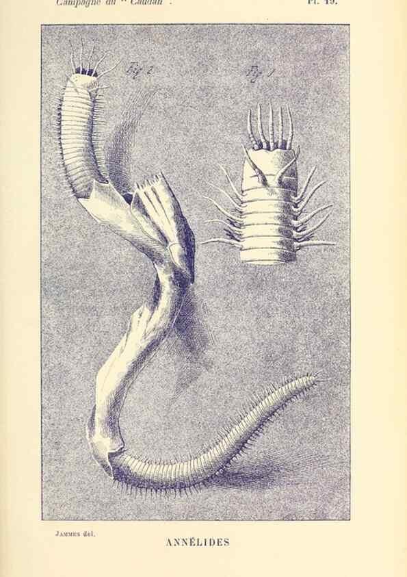 Reproducción/Reproduction 9464742511: Résultats scientifiques de la campagne du ""Caudan"" dans le Golfe de Gascogne, août-septembre 1895 /. Paris :Masson,1896.