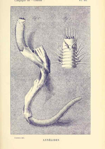 Reproducción/Reproduction 9464742511: Résultats scientifiques de la campagne du ""Caudan"" dans le Golfe de Gascogne, août-septembre 1895 /. Paris :Masson,1896.
