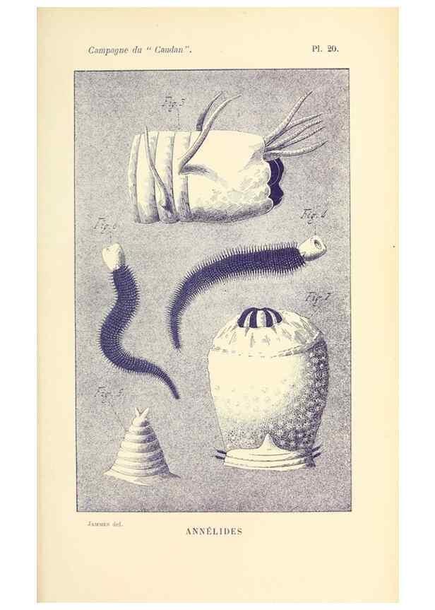 Reproducción/Reproduction 9467525638: Résultats scientifiques de la campagne du ""Caudan"" dans le Golfe de Gascogne, août-septembre 1895 /. Paris :Masson,1896.