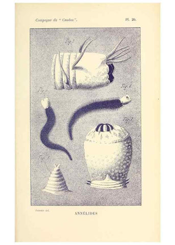 Reproducción/Reproduction 9467525638: Résultats scientifiques de la campagne du ""Caudan"" dans le Golfe de Gascogne, août-septembre 1895 /. Paris :Masson,1896.