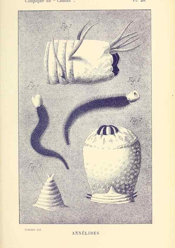 Reproducción/Reproduction 9467525638: Résultats scientifiques de la campagne du ""Caudan"" dans le Golfe de Gascogne, août-septembre 1895 /. Paris :Masson,1896.