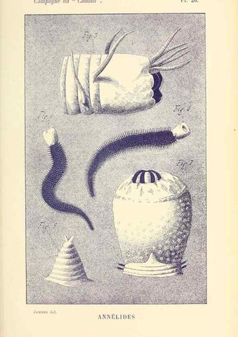 Reproducción/Reproduction 9467525638: Résultats scientifiques de la campagne du ""Caudan"" dans le Golfe de Gascogne, août-septembre 1895 /. Paris :Masson,1896.