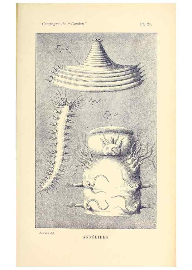 Reproducción/Reproduction 9467528080: Résultats scientifiques de la campagne du ""Caudan"" dans le Golfe de Gascogne, août-septembre 1895 /. Paris :Masson,1896.