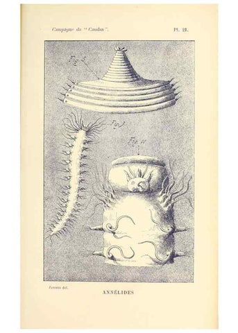Reproducción/Reproduction 9467528080: Résultats scientifiques de la campagne du ""Caudan"" dans le Golfe de Gascogne, août-septembre 1895 /. Paris :Masson,1896.