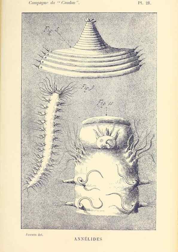 Reproducción/Reproduction 9467528080: Résultats scientifiques de la campagne du ""Caudan"" dans le Golfe de Gascogne, août-septembre 1895 /. Paris :Masson,1896.