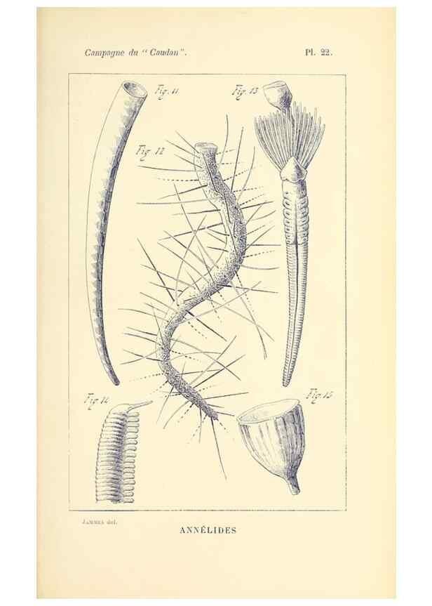 Reproducción/Reproduction 9464748835: Résultats scientifiques de la campagne du ""Caudan"" dans le Golfe de Gascogne, août-septembre 1895 /. Paris :Masson,1896.